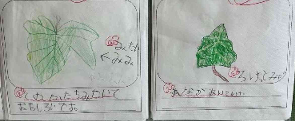 朝顔本葉
